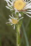 Thistleleaf aster